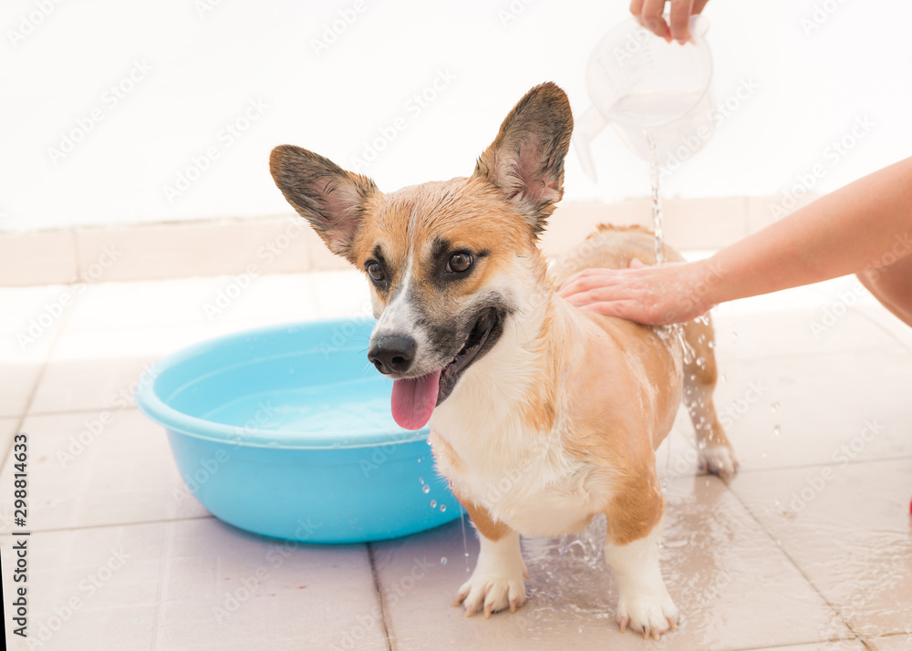 Pembroke corgi getting a bath in the summer time Pembroke corgi getting a bath in the summer time
