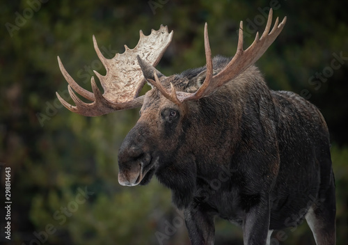 Canvastavla Moose in Jasper Canada