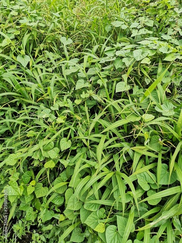 background of green leaves