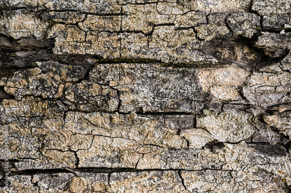 Old wood grain from the bark of the tree used as a background Old wood grain from the bark of the tree used as a background