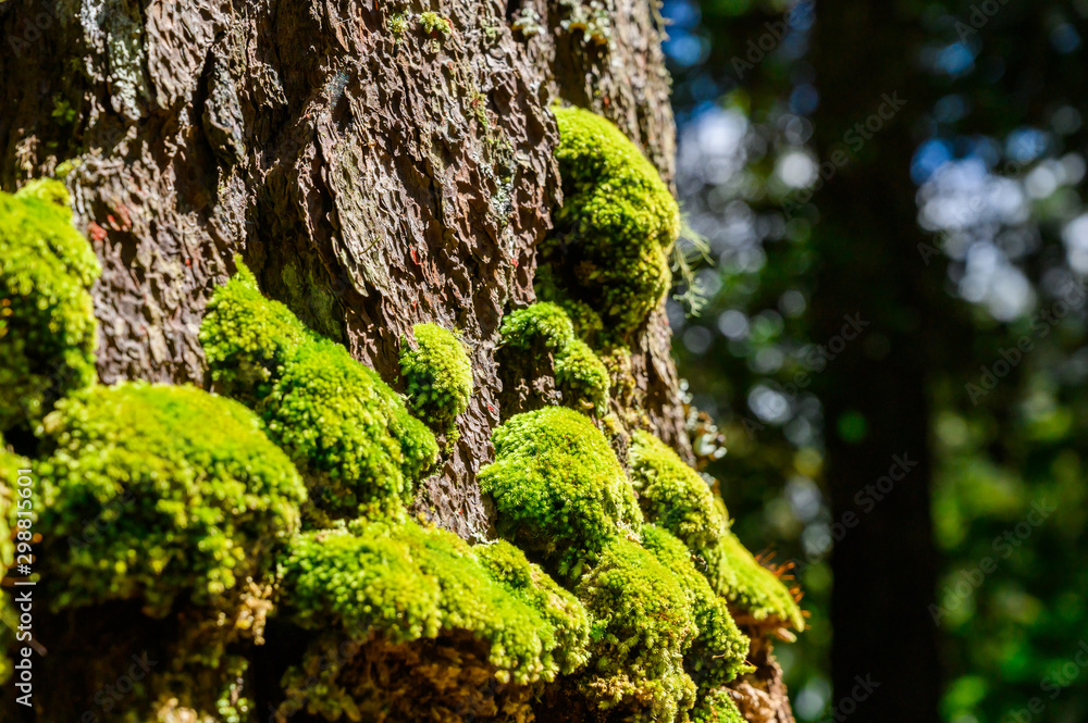 Green moss is growing at the root of the tree. Moss texture in nature for wallpaper. soft focus. Green moss is growing at the root of the tree. Moss texture in nature for wallpaper. soft focus.