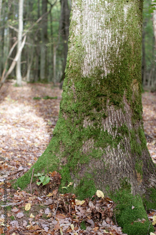 closeup, mossy oak tree in a beautiful forest in fall closeup, mossy oak tree in a beautiful forest in fall
