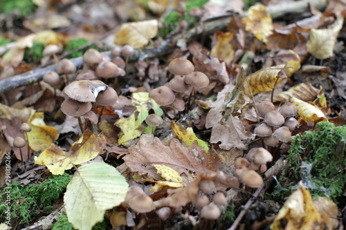 toadstool mushrooms with fall leaves on mossy stump in forest