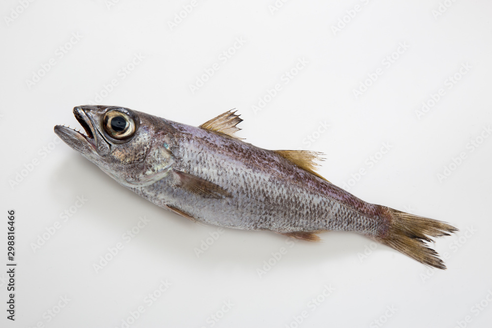 Fototapeta premium 黒ムツの鮮魚