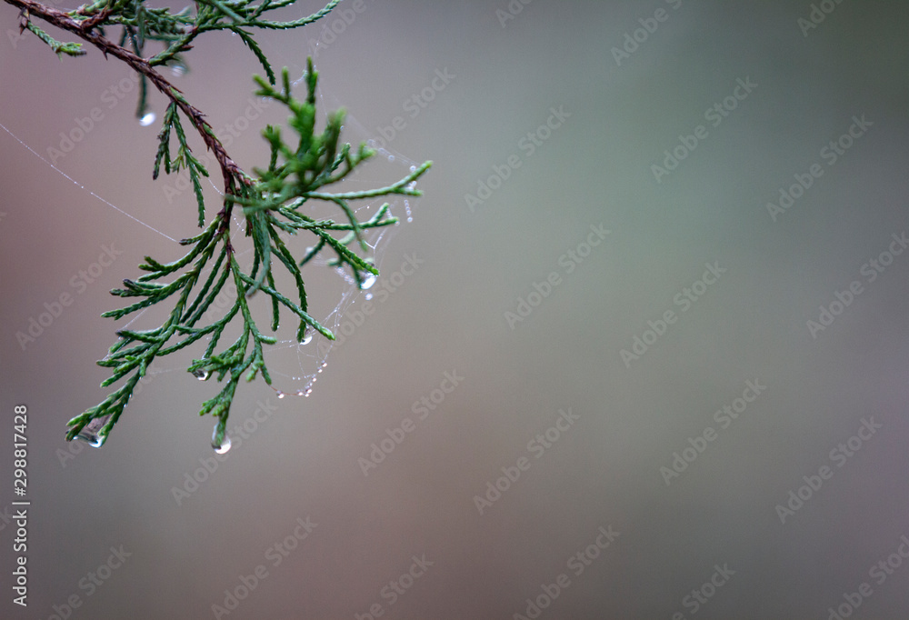 Evergreen background with dew, selective focus with copy space