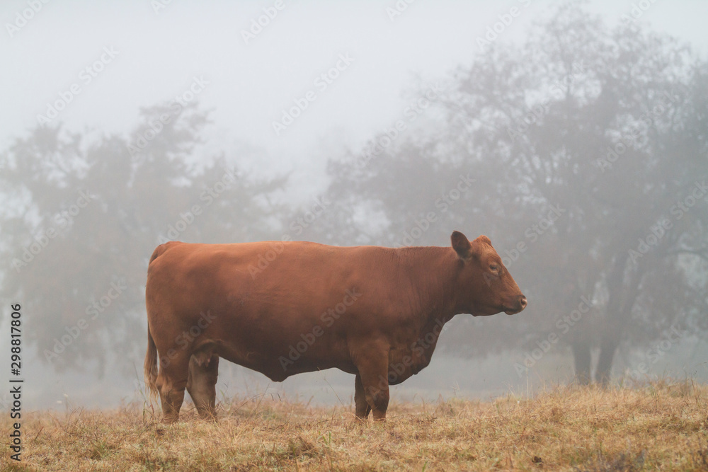 Red angus cow side view in fog with copy space Red angus cow side view in fog with copy space