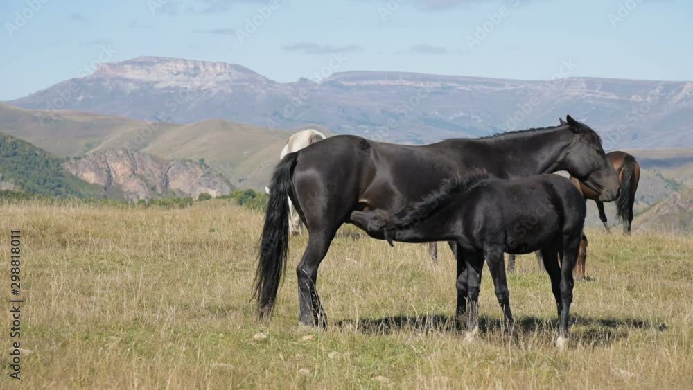 A black domestic horse grazes in a mountain meadow on a sunny autumn day. Farm Equestrian Concept A black domestic horse grazes in a mountain meadow on a sunny autumn day. Farm Equestrian Concept