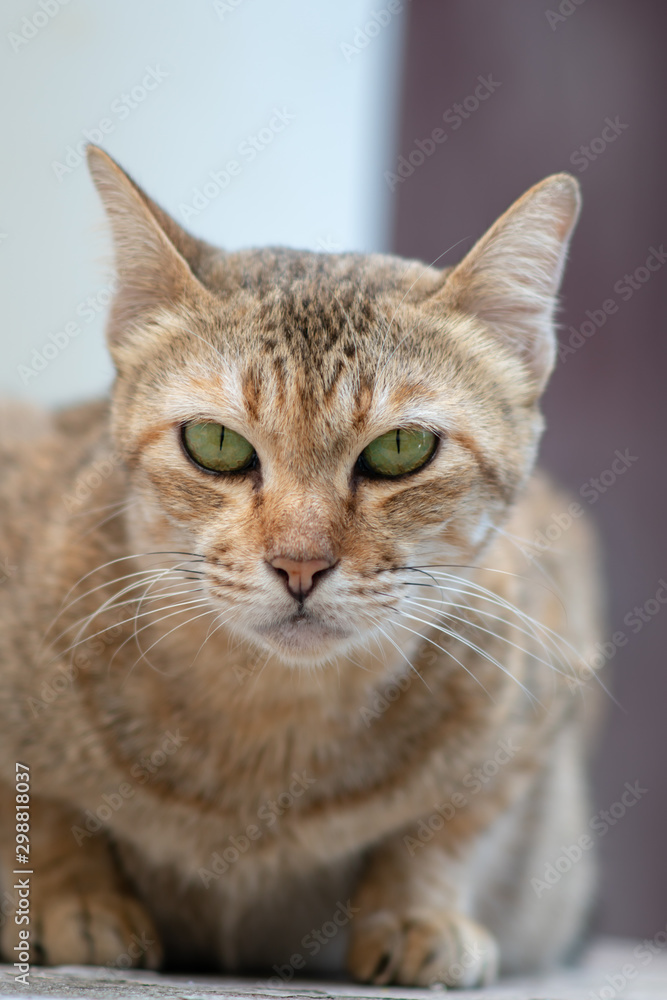 Portrait of striped Thai cat with green eyes