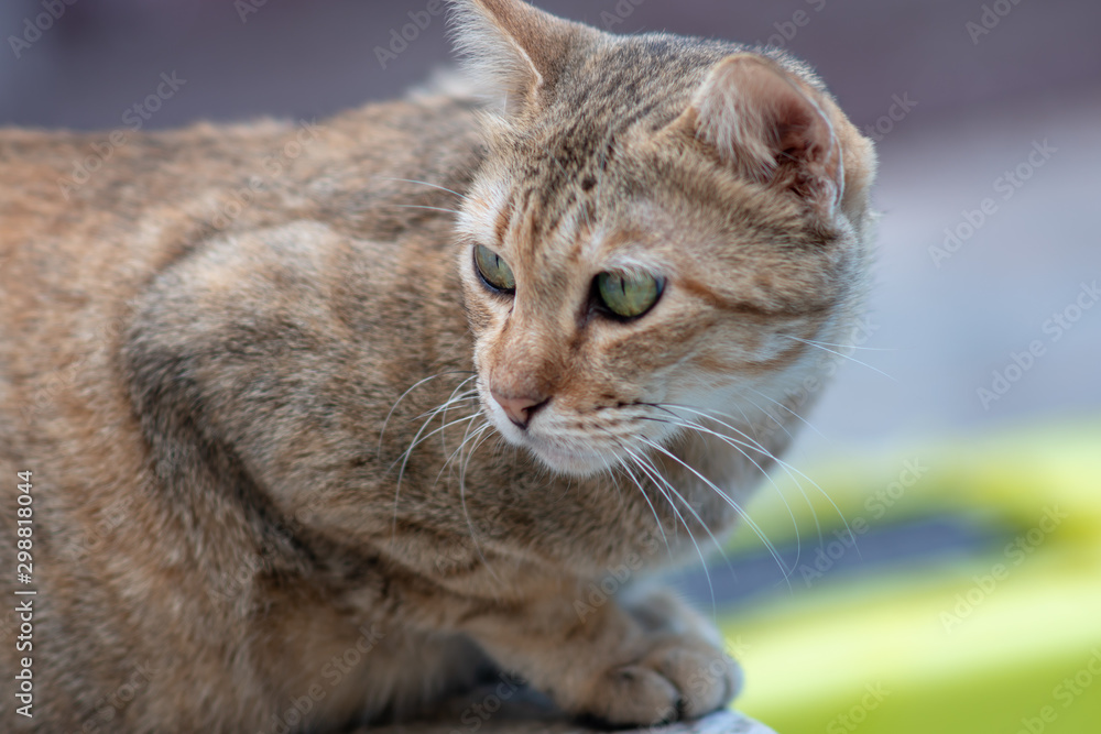 Fototapeta premium Portrait of striped Thai cat with green eyes