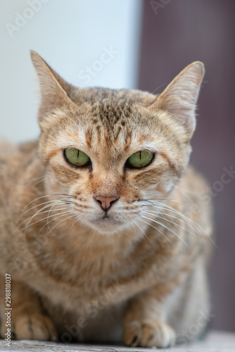 Fototapeta Naklejka Na Ścianę i Meble -  Portrait of striped Thai cat with green eyes