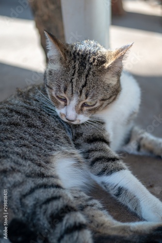 Fototapeta Naklejka Na Ścianę i Meble -  Portrait of striped Thai cat, cute cat