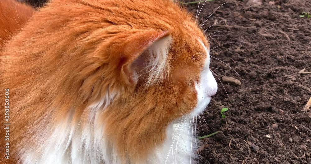 Cute flurry red domestic cat resting in garden, pet walking outdoors. Cute flurry red domestic cat resting in garden, pet walking outdoors.