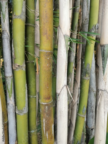 stalks of bamboo
