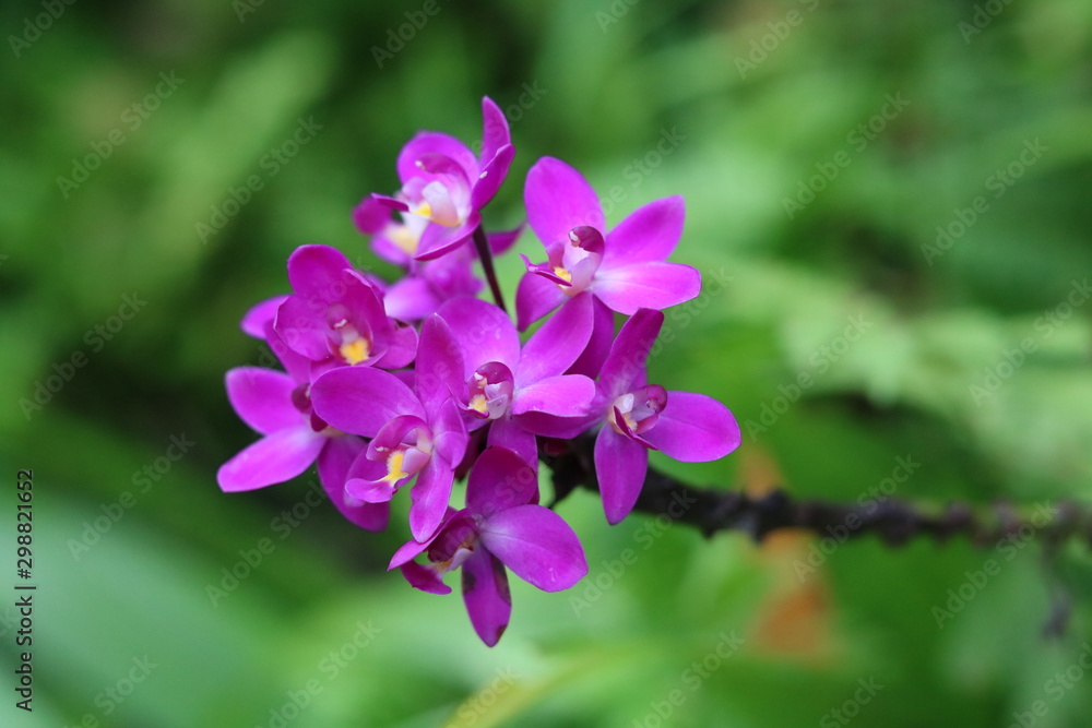purple flower purple flower