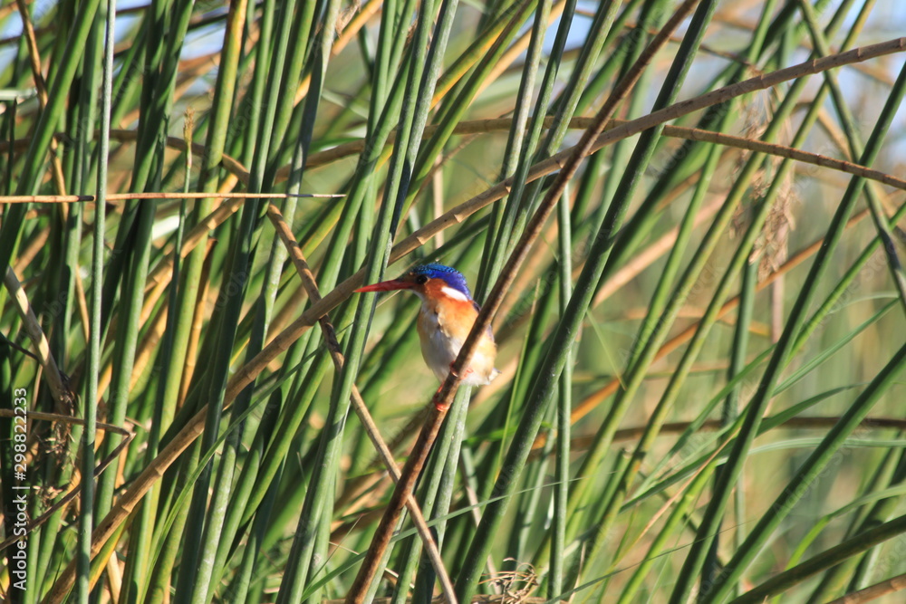 Martin-pêcheur des Bismark dans les roseaux Martin-pêcheur des Bismark dans les roseaux