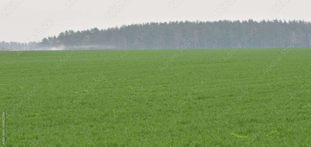 Obraz premium foggy field of green grass and forest