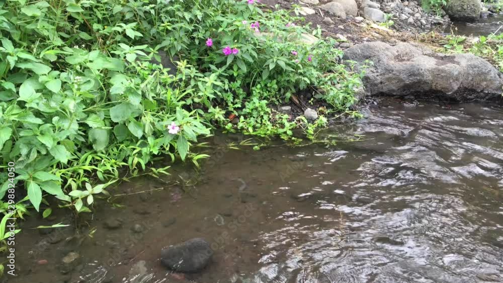 grass on the edge of a flowing river grass on the edge of a flowing river