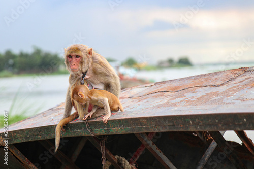 Animal cruelty Dhaka Bangladesh