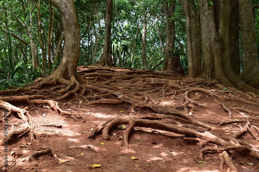 The exposed roots of rainforest giants, a complex root system covering the ground. The exposed roots of rainforest giants, a complex root system covering the ground.