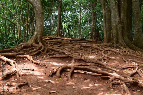 The exposed roots of rainforest giants, a complex root system covering the ground.