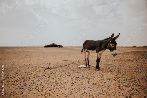 Standing donkey in the middle of Sahara desert, with a berber camp in the background Fototapet