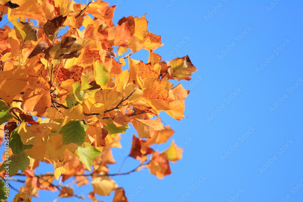 Fototapeta premium Fall leaves on tree, blue sky in background