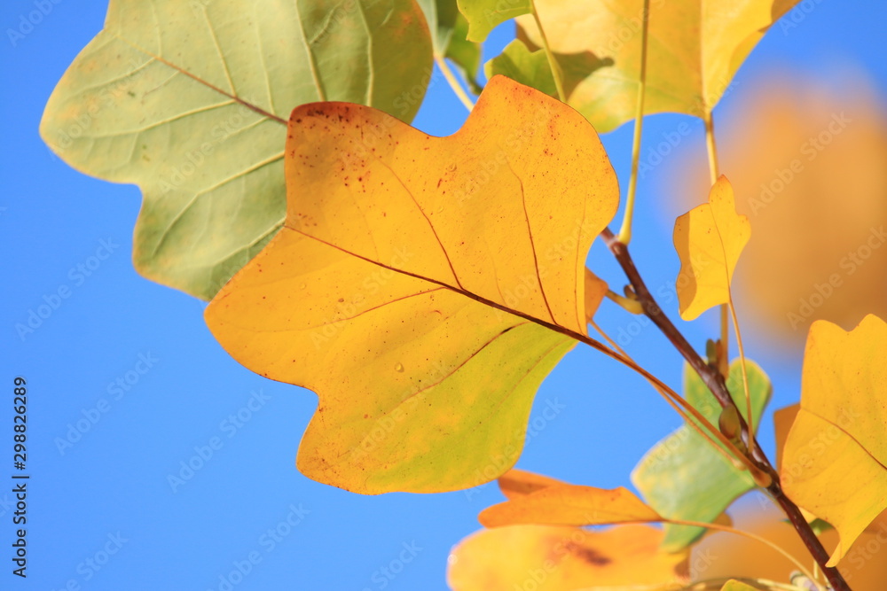 Obraz premium Fall leaves on tree, blue sky in background