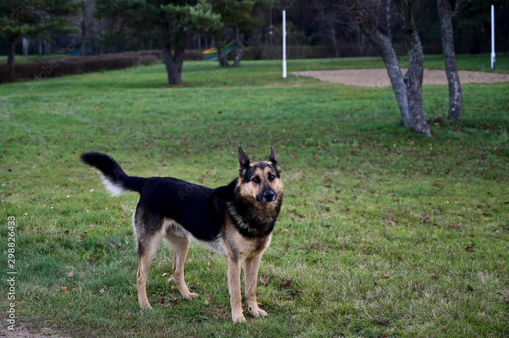 A picture of a shepherd dog on green grass. Autumn Park. Image of nature, forest, landscape. A picture of a shepherd dog on green grass. Autumn Park. Image of nature, forest, landscape.