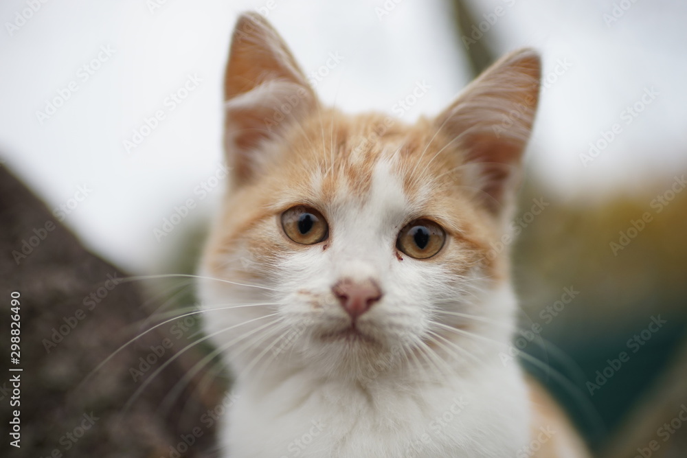 Cute ginger white kitten closeup face portrait, soft selective focus.