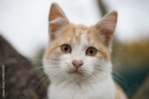 Cute ginger white kitten closeup face portrait, soft selective focus.