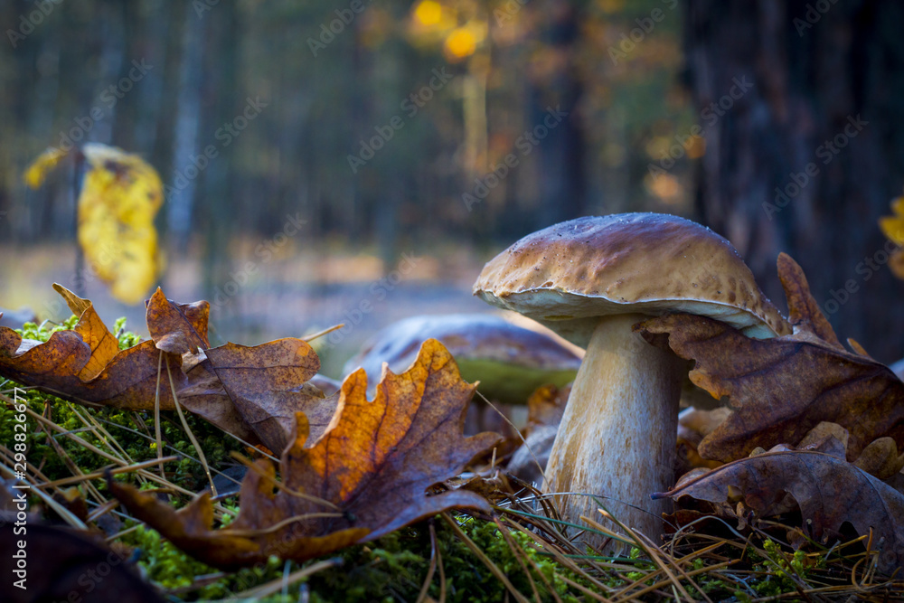 Fototapeta premium big mushroom in morning forest