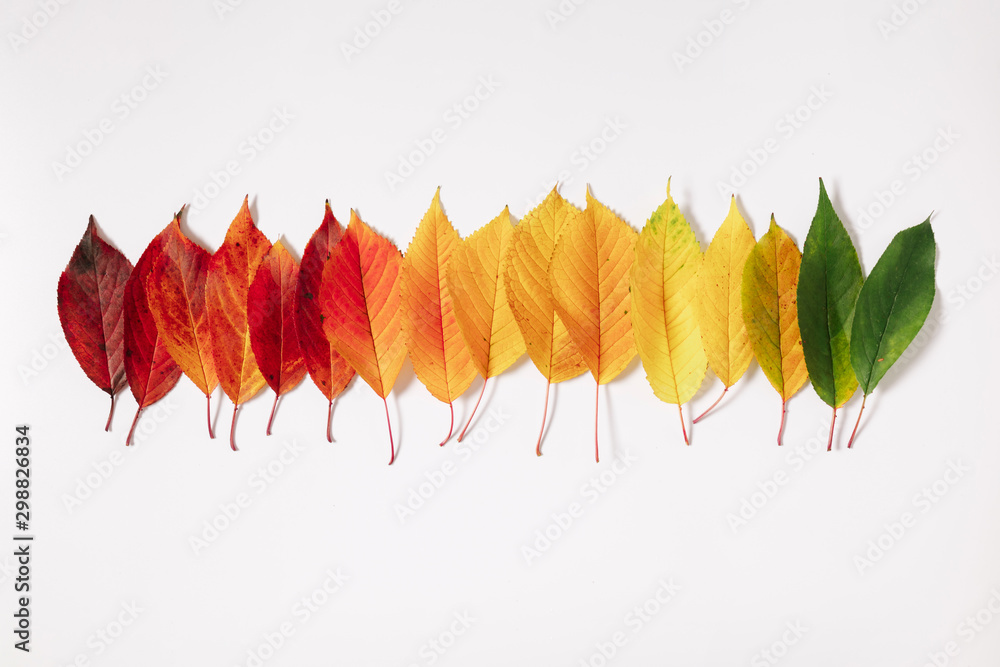 Autumn creative composition. Colorful leaves on white background. Fall leaves. Autumn background. Flat lay, top view, copy space - obrazy, fototapety, plakaty 