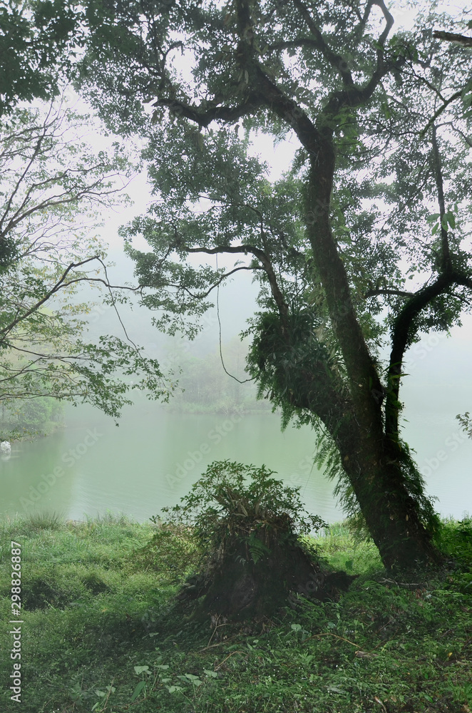 Obraz premium foggy morning in the forest