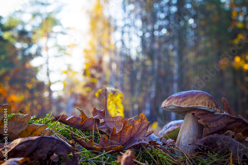 big mushroom in sunny wood