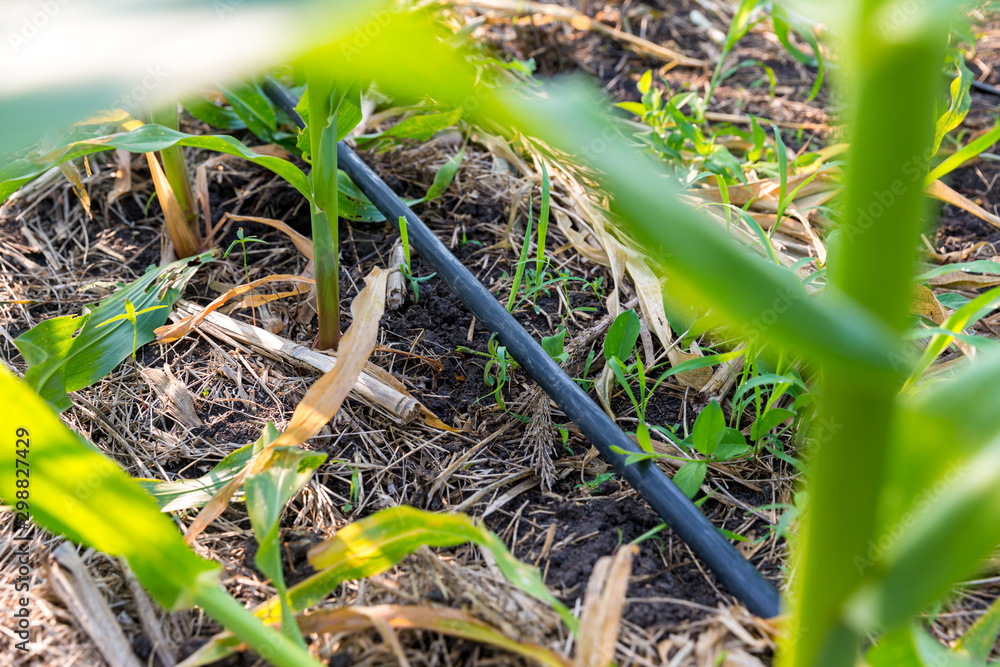 Fototapeta premium Corn farm with dipping water system. DIY Automatic Watering System for plant vegetable.