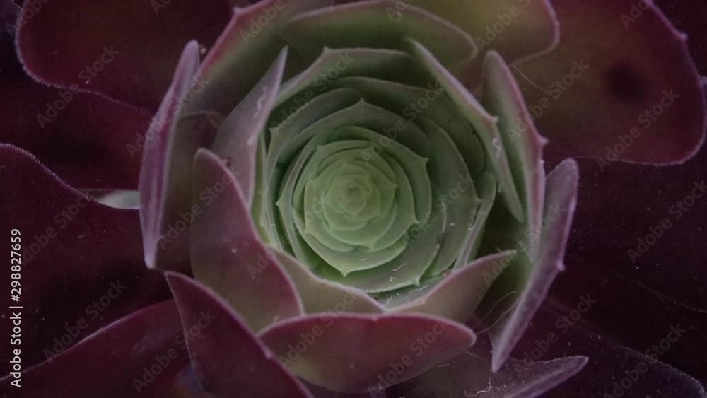 Succulent zoom out sacred geometry Succulent zoom out sacred geometry