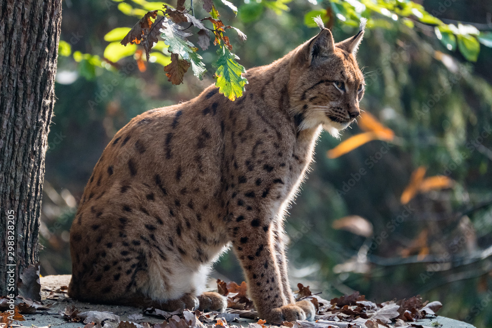 Obraz premium Luchs sitzt im Schatten und beobachtet den Wald