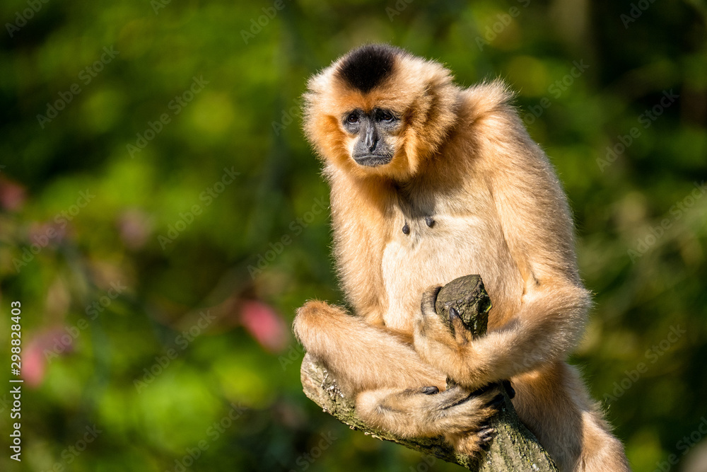 Gibbon sitzt auf einem Ast Gibbon sitzt auf einem Ast