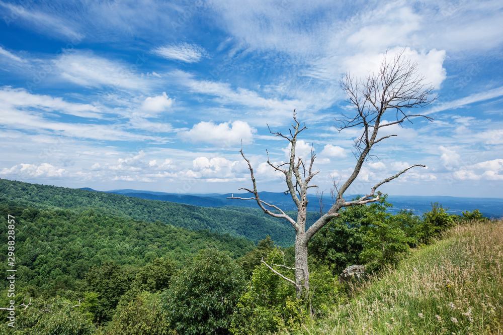 Obraz premium アメリカ、シェナンドー国立公園
