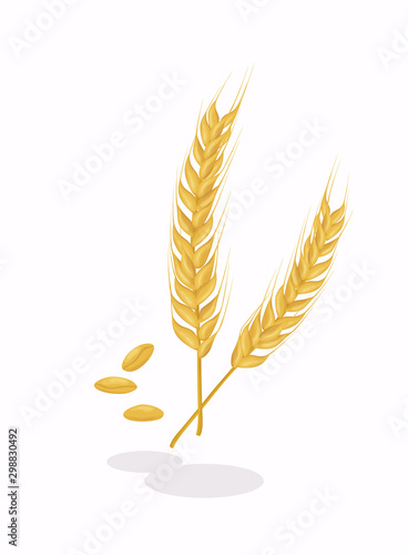 Realistic ear of wheat on white background. Cereals harvest, agriculture, organic farming, healthy food symbol.