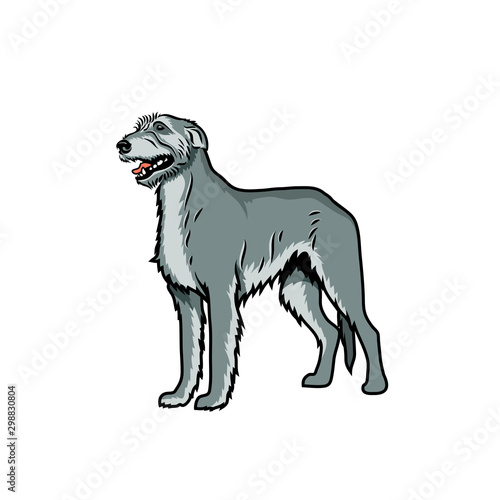 Irish wolfhound dog - isolated vector illustration