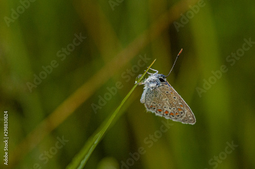 Wallpaper Mural Nature Torontodigital.ca