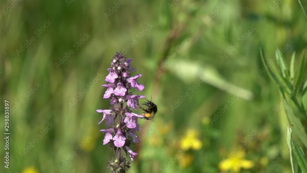 Bumblebee on a common hedgenettle (Stachys officinalis) flower, slow motion. Slowed down four sixteen times from 480 fps to 30 fps Bumblebee on a common hedgenettle (Stachys officinalis) flower, slow motion. Slowed down four sixteen times from 480 fps to 30 fps