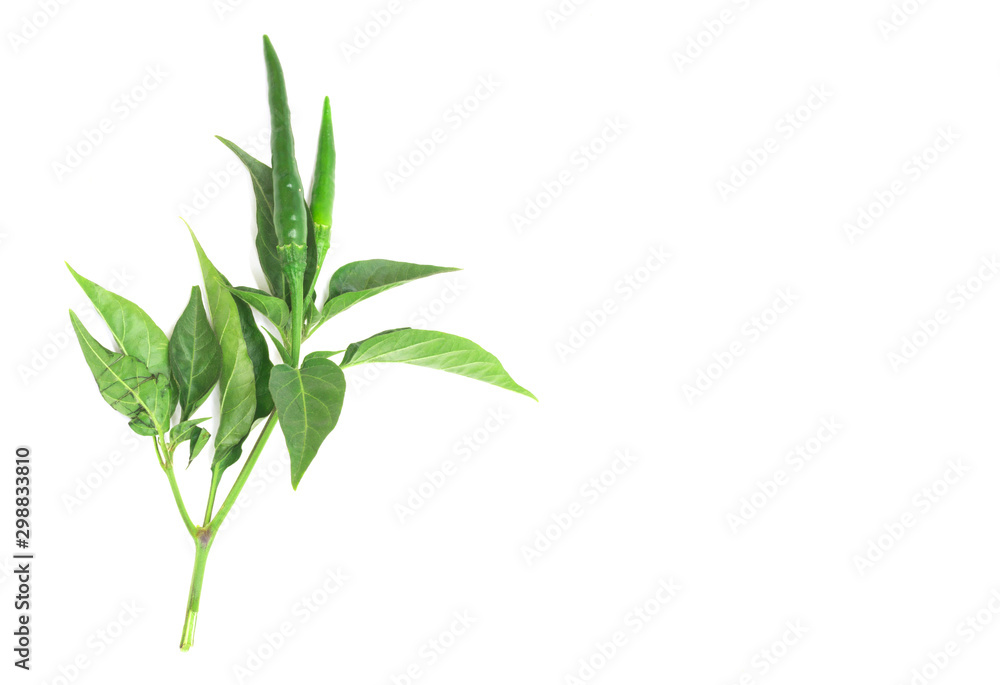 Fototapeta premium Fresh green chili peppers. Isolated on a white background.