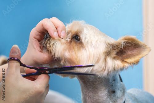 groomer makes a Yorkshire terrier breed haircut with scissors in grooming salon.