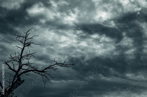 Silhouette dead tree and branch on grey sky background. Black branches of tree. Nature texture background. Art background for sad  dead  lonely  hopeless  and despair. Halloween day background.