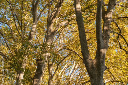 autumnal foliage of platanus hispanica trees photo