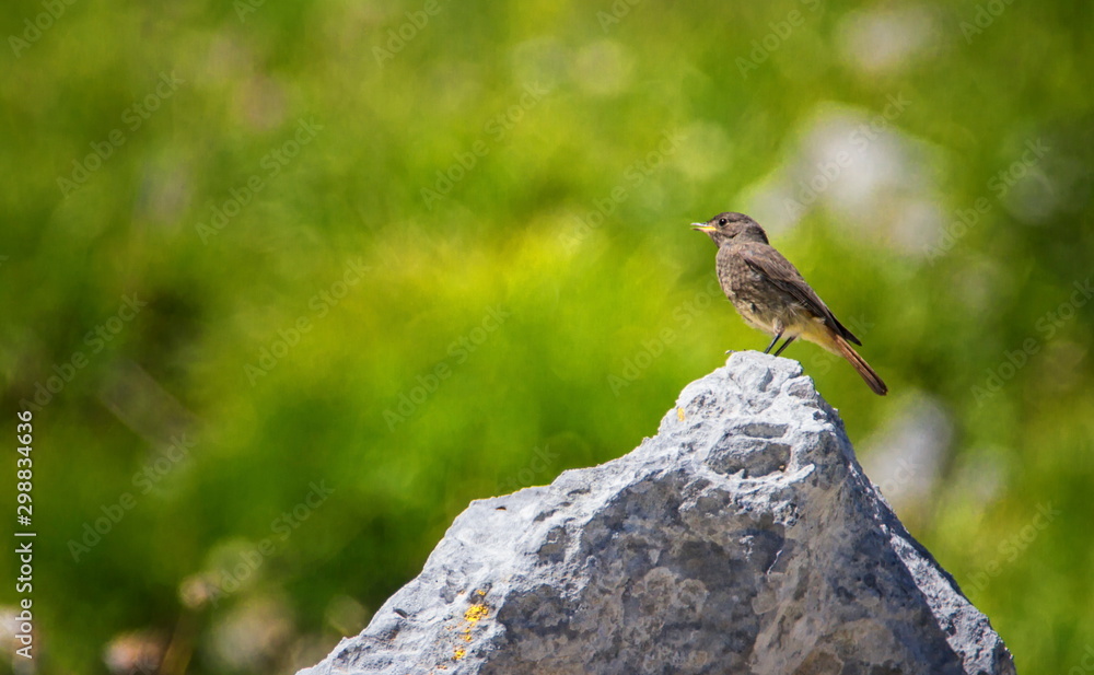 Black Redstart, Phoenicurus ochruros, on a Stone, Alps, France Black Redstart, Phoenicurus ochruros, on a Stone, Alps, France