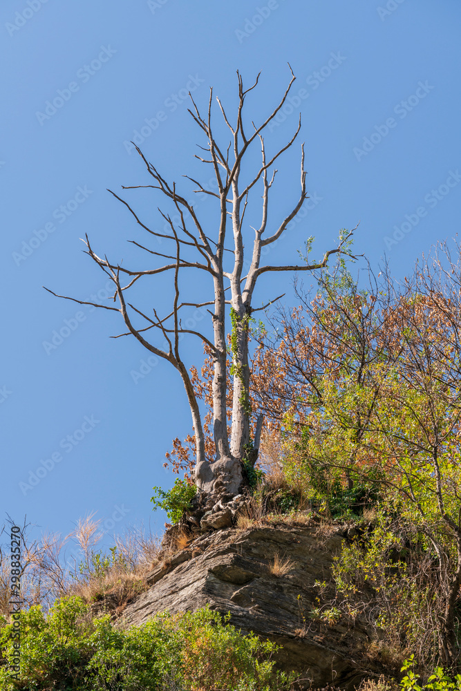 dry chestnut in the mountains of Pampaneira dry chestnut in the mountains of Pampaneira