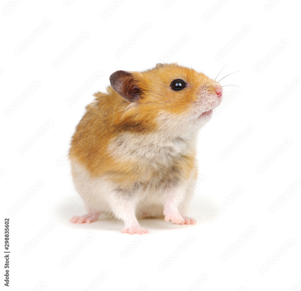 Hamster isolated on white